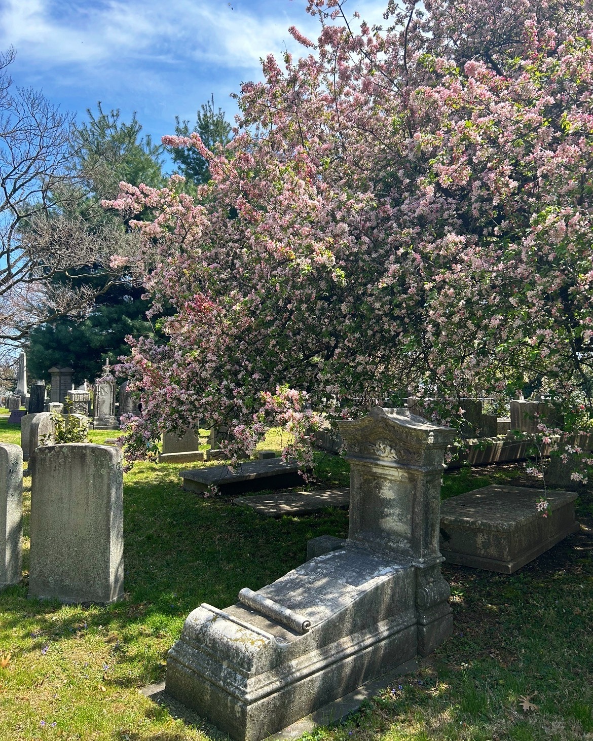 Cinema in the Cemetery: Rocky Horror with the TNP Shadowcast