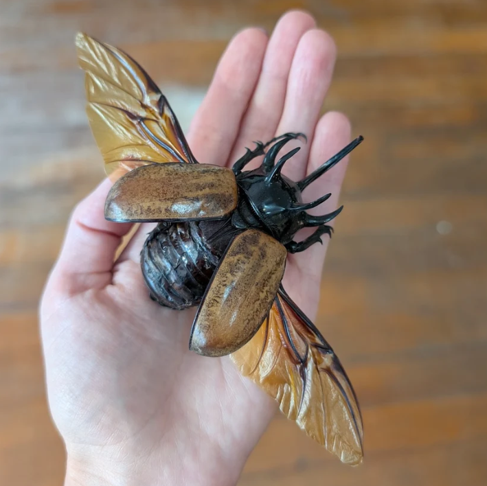 Beetle Pinning: Rhinoceros Beetle