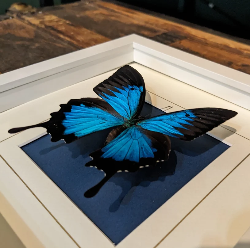 Butterfly Pinning Workshop: Great Blue Emperor