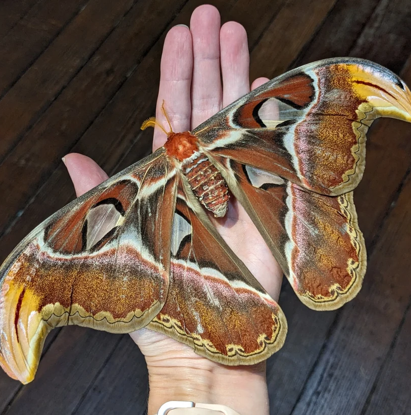 Moth Pinning Workshop: Atlas Moth